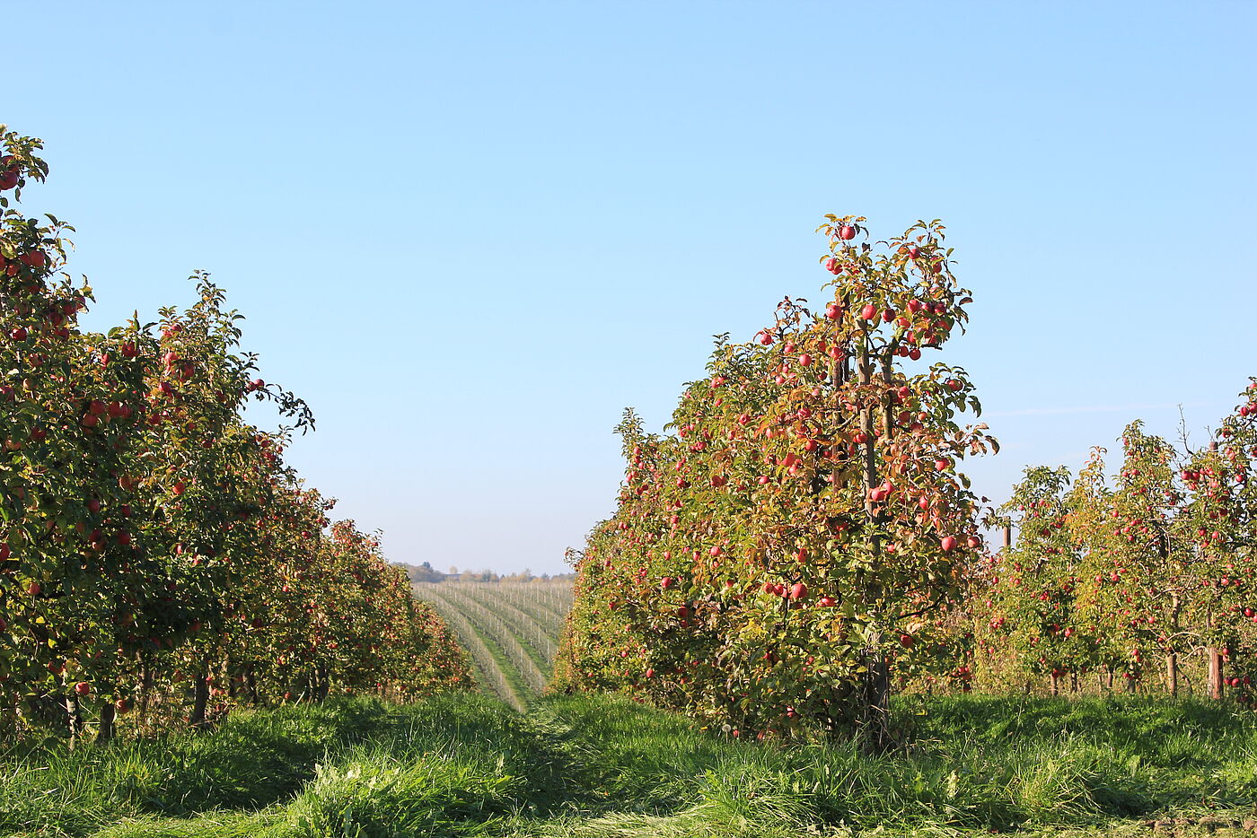Das Obstland bei Leisnig
